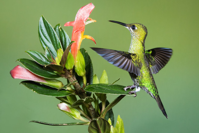 Обои картинки фото животные, колибри, птичка