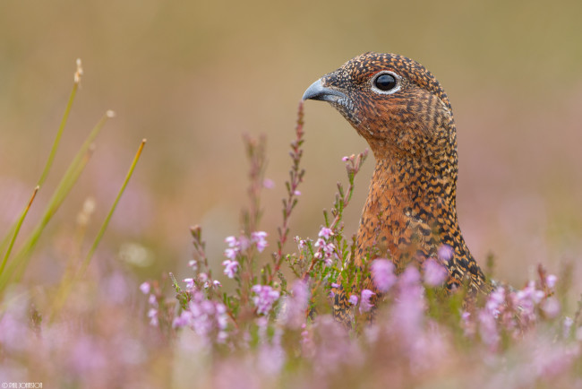 Обои картинки фото животные, куропатки,  рябчики,  перепела, вереск, куропатка, птица, цветы, трава, поле, природа