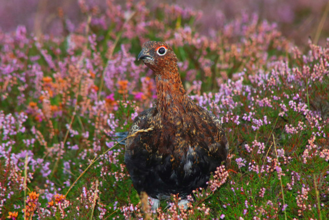 Обои картинки фото животные, куропатки,  рябчики,  перепела, куропатка, поле, птица, цветы, трава, природа, вереск
