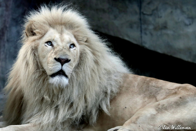 Обои картинки фото животные, львы, грива, взгляд, макро, лев