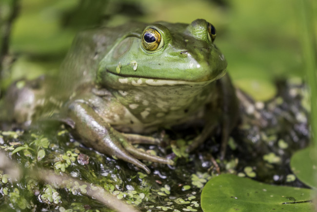 Обои картинки фото животные, лягушки, фон, макро, милая, окрас, лягушка