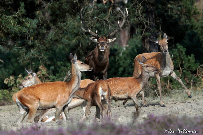 Обои картинки фото животные, олени, рога, шерсть, окрас, большой, олень