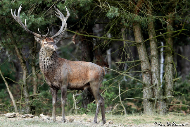 Обои картинки фото животные, олени, шкура, рога, олень, больной