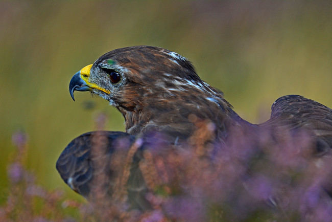 Обои картинки фото животные, птицы - хищники, орел, природа, охотник, птица