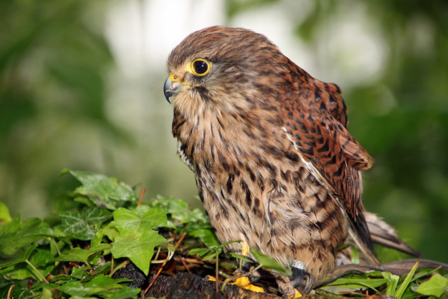 Обои картинки фото животные, птицы - хищники, птичка