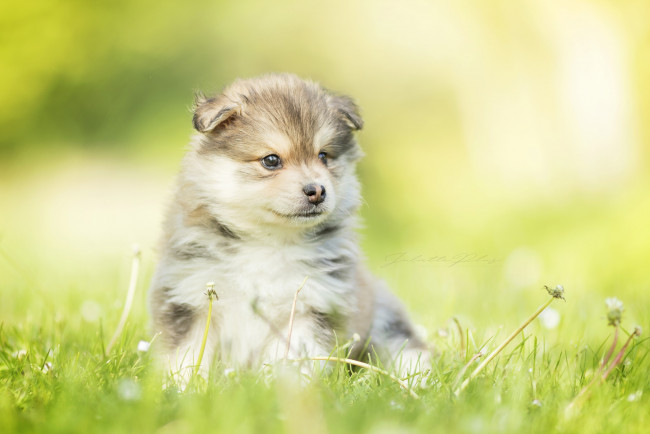 Обои картинки фото животные, собаки, собака, животное, окрас, порода, шерсть