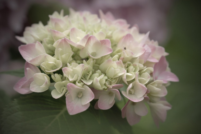 Обои картинки фото цветы, гортензия, куст, цветение, цвет