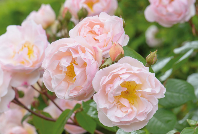 Обои картинки фото цветы, розы, розовый, нежность, куст