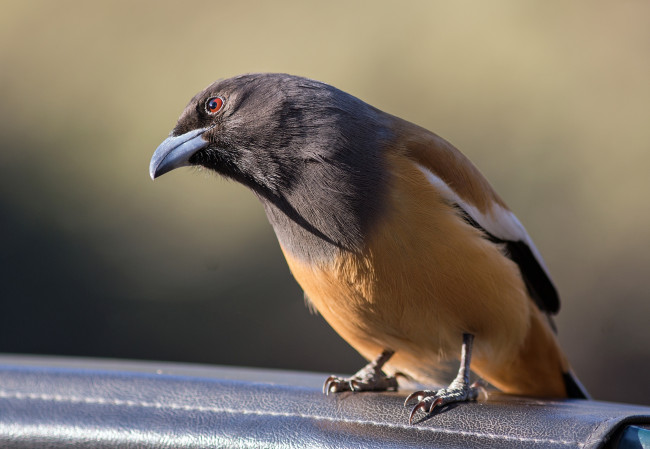 Обои картинки фото животные, птицы, птичка