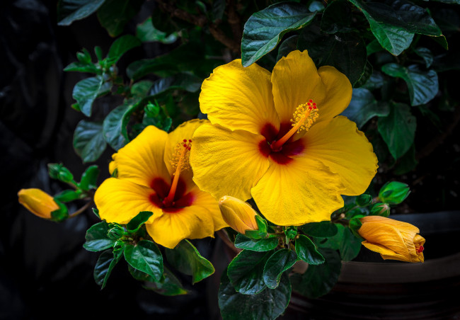 Обои картинки фото цветы, гибискусы, тычинки, цветение, лепестки, листики, гибискус, ярко