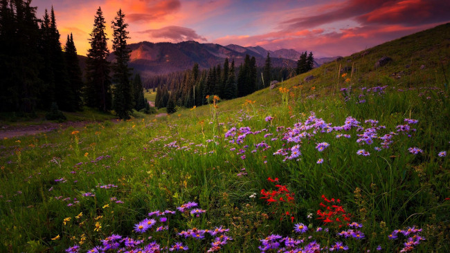 Обои картинки фото природа, луга, разнотравье, луг, лето, закат