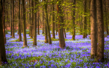 Картинка природа лес деревья цветы