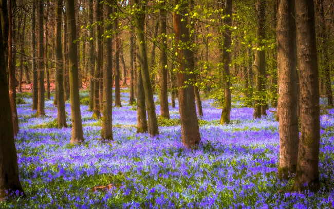 Обои картинки фото природа, лес, деревья, цветы