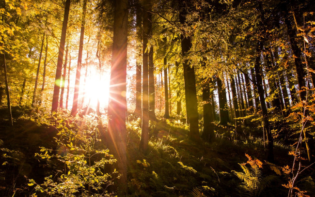 Обои картинки фото природа, лес, лучи