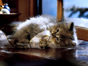 Картинка животные коты