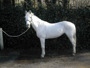 Картинка животные лошади