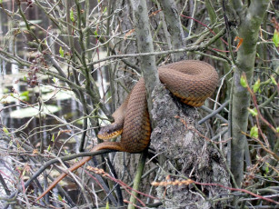 Картинка животные змеи питоны кобры