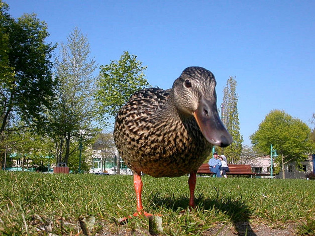 Обои картинки фото животные, утки