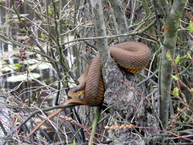 Обои картинки фото животные, змеи, питоны, кобры