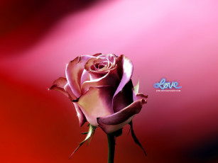 Картинка цветы розы