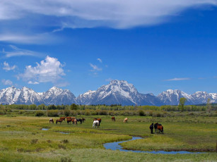 Картинка grazing at tetons животные лошади