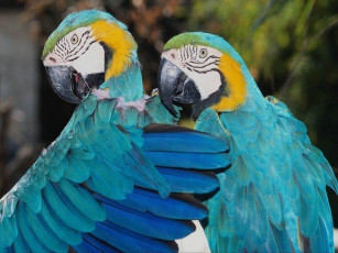Картинка животные попугаи