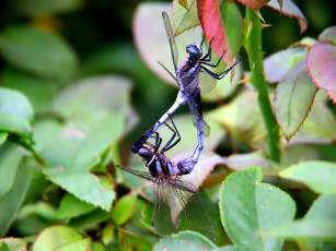 Картинка животные стрекозы