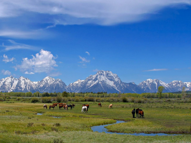 Обои картинки фото grazing, at, tetons, животные, лошади