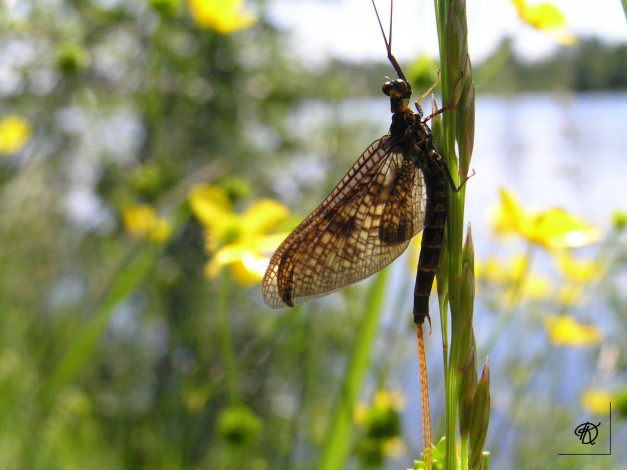 Обои картинки фото животные, стрекозы