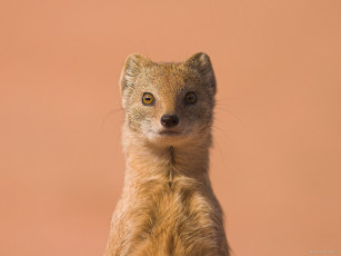 Картинка животные мангусты