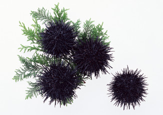 Картинка еда