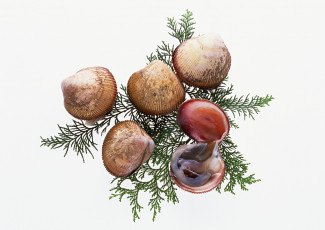 Картинка еда