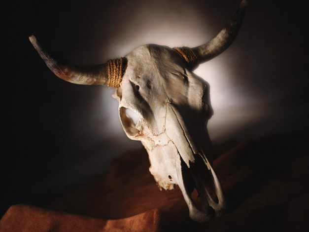 Обои картинки фото разное, кости, рентген