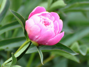 обоя цветы, пионы