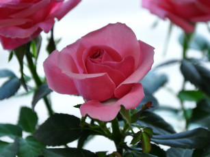 Картинка цветы розы