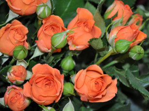 обоя цветы, розы