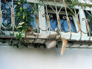 Картинка кот животные коты