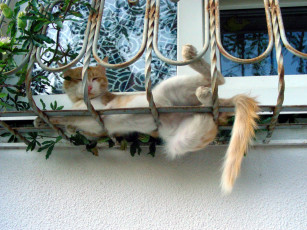 Картинка кот животные коты