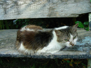 Картинка кот животные коты