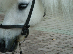 обоя лошади, животные