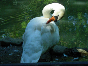 Картинка птицы 10 животные лебеди