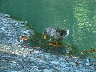 Картинка птицы 13 животные утки