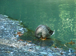 Картинка птицы 14 животные утки