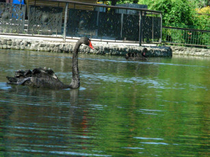 Картинка птицы животные лебеди