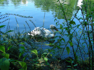 Картинка птицы животные пеликаны