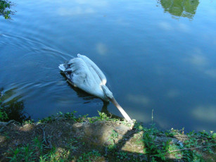 Картинка птицы животные пеликаны