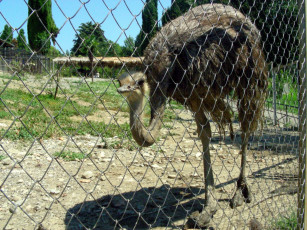 Картинка страус животные страусы