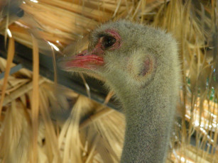 Картинка страус животные страусы