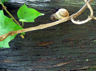 Картинка улитка животные улитки