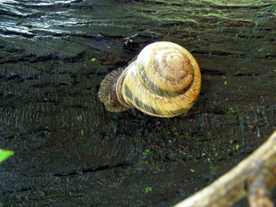 Картинка улитка животные улитки